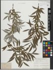 Foto von Salix alba L.